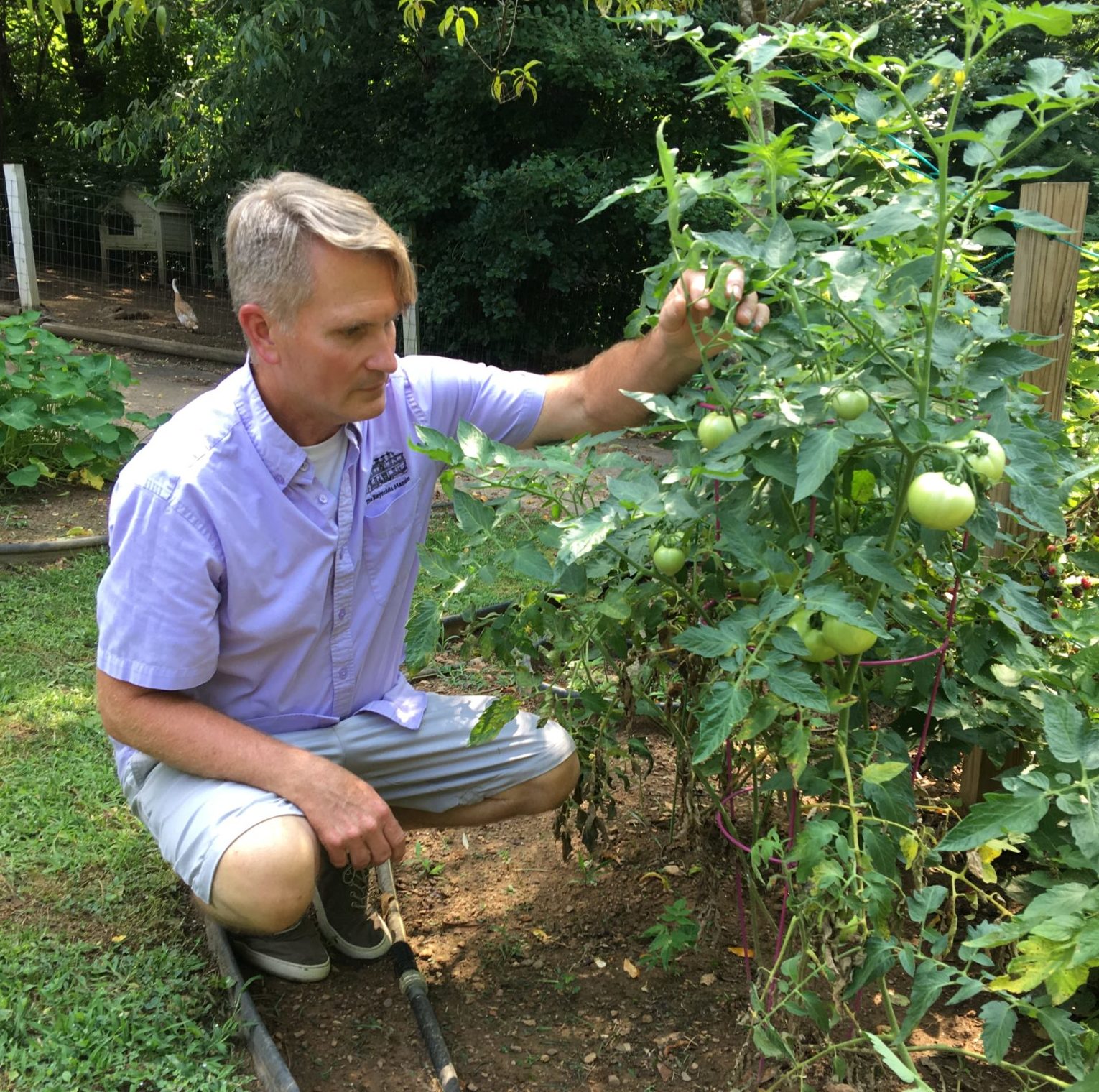 Man looking at tomato plant