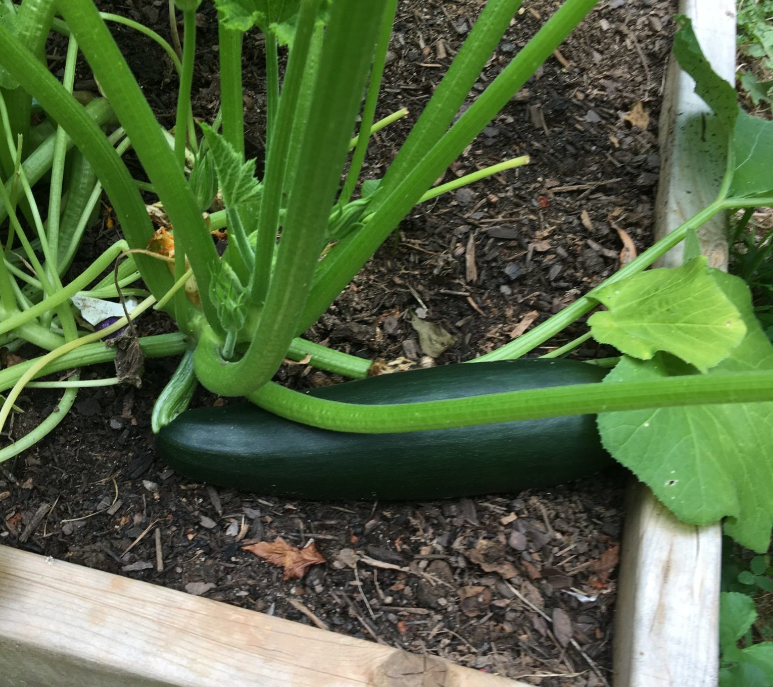 Courgette on the vine