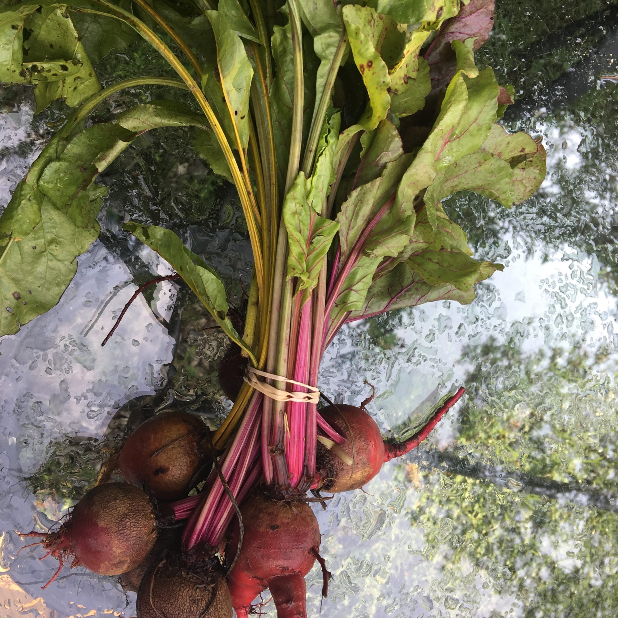 beets