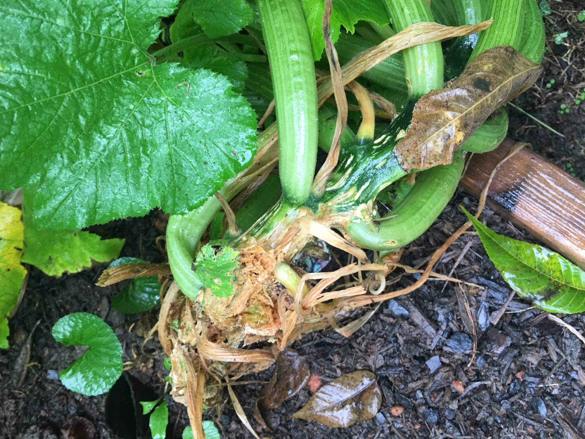 Cutworm damage to Zucchini plant