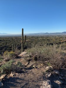 Sonora Desert near Tucson, AZ