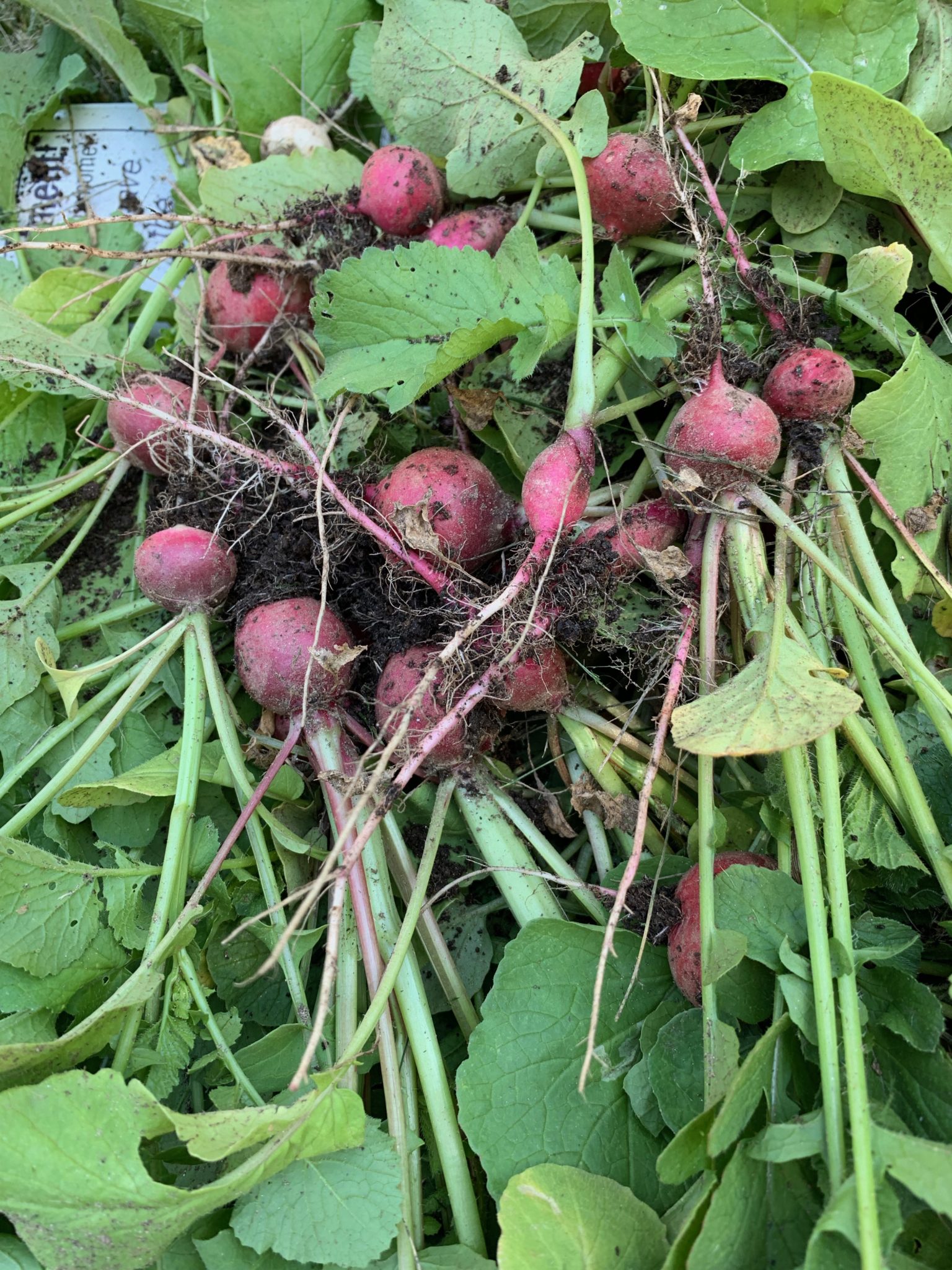 Radishes fresh from the garden