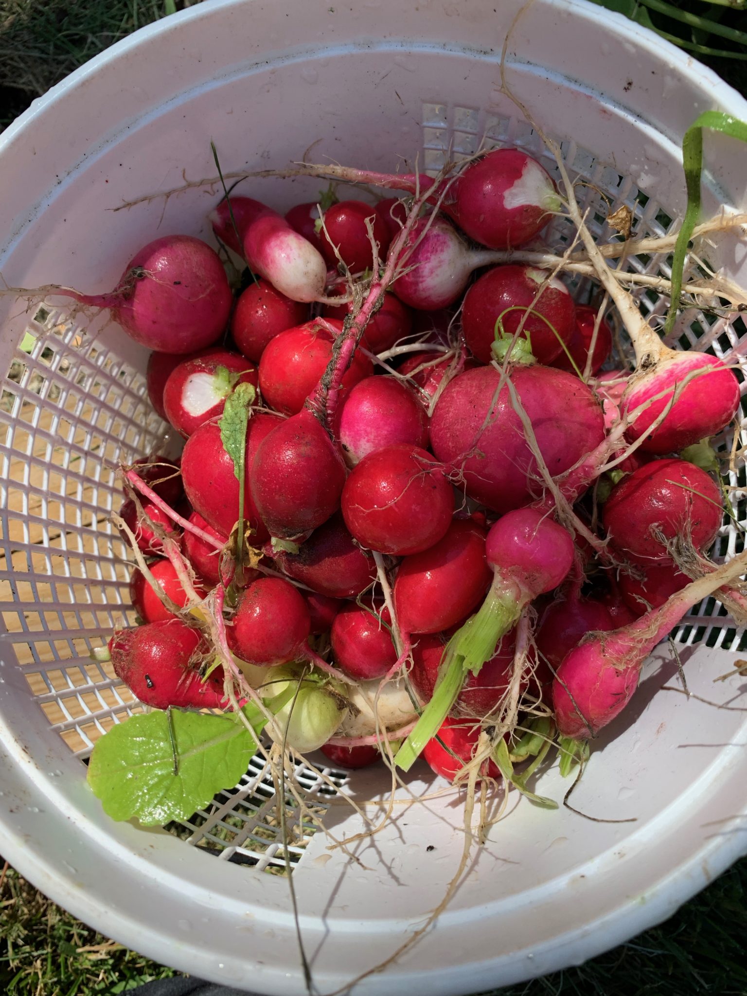 Topped and tailed radishes