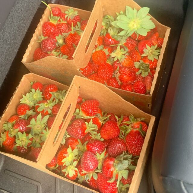 Did I mention it is strawberry season?  #strawberriesstrawberrieseverywhere #strawberryseason #awomancooks 
.
.
.
.
#strawberrylover #makingjam #homemadejam #allthingsstrawberry #pickyourown