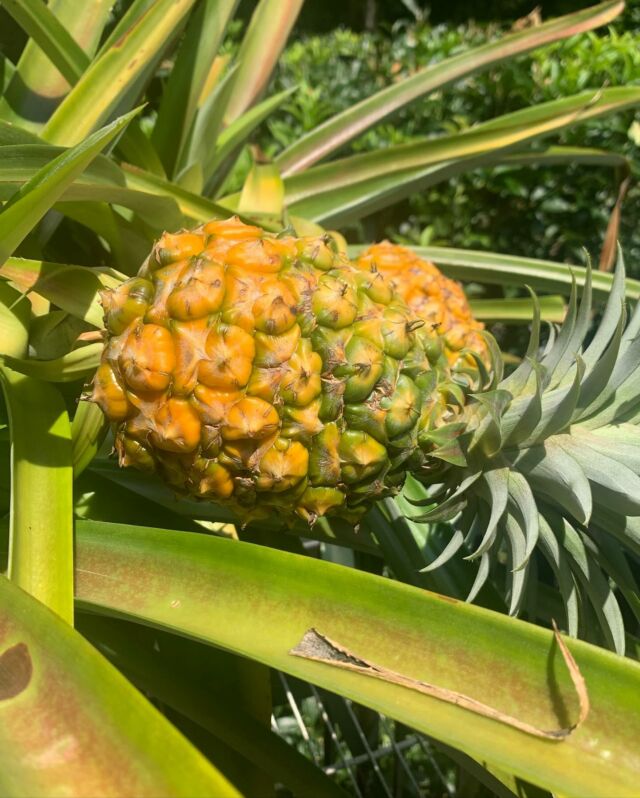 By and large I am a huge failure at indoor plants. Most of mine only thrive if they can handle a life of benign neglect. Fortunately my husband is better at it. He brought this pineapple plant up from Florida and this is the second time we have harvested pineapples from it. In the hot humid Charlotte summer it sits outside. It winters over by a window in the garage. That’s the plant’s choice, not ours. We had it inside one year and it was definitely not happy. So listen to your plants people! #urbangardener #houseplant #awomancooks 
.
.
.
.
#pineappleplant #growingpineapples #benignneglectgardening #southerngardening